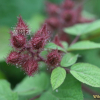 곰딸기(Rubus phoenicolasius Maxim.) : johan