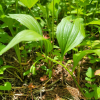 종둥굴레(Polygonatum acuminatifolium Kom.) : 통통배