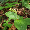 풀솜대(Maianthemum japonicum (A.Gray) LaFrankie) : 박용석