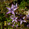 자주쓴풀(Swertia pseudochinensis H.Hara) : 벼루
