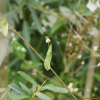 미꾸리낚시(Persicaria sagittata (L.) H.Gross ex Nakai) : 도리뫼
