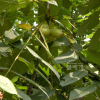 가래나무(Juglans mandshurica Maxim.) : dongnam