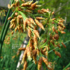 큰고랭이(Schoenoplectus tabernaemontani (C.C.Gmel.) Palla) : 풀잎사랑