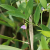 털연리초(Lathyrus palustris L. subsp. pilosus (Cham.) Hult?n) : 통통배