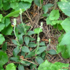 사철란(Goodyera schlechtendaliana Rchb.f.) : 여울목