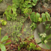 네잎갈퀴(Galium bungei Steud. var. trachyspermum (A.Gray) Cufod.) : 산들꽃