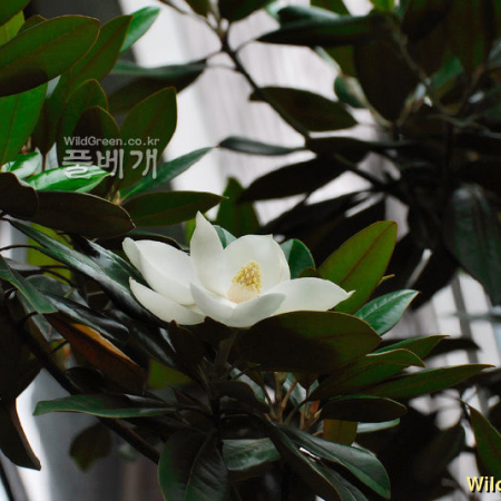태산목(Magnolia grandiflora L.) : 김새벽
