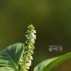 들깨(Perilla frutescens var. japonica (Hassk.) Hara) : 塞翁之馬