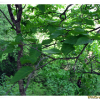 개박달나무(Betula chinensis Maxim.) : 무심거사