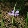 각시붓꽃(Iris rossii Baker) : 들꽃사랑
