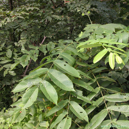 가래나무(Juglans mandshurica Maxim.) : habal
