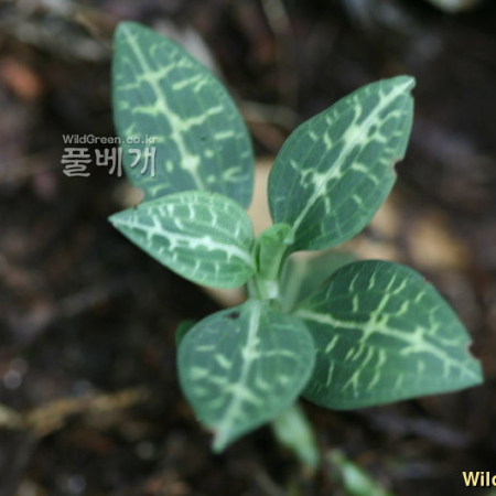 사철란(Goodyera schlechtendaliana Rchb.f.) : 풀잎사랑