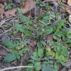 냉이(Capsella bursa-pastoris (L.) Medik.) : 塞翁之馬