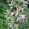 우산나물(Syneilesis palmata (Thunb.) Maxim.) : 꽃사랑