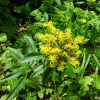 가는기린초(Phedimus aizoon (L.) 't Hart) : 산들꽃