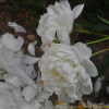 작약(Paeonia lactiflora Pall.) : 벼루
