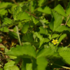 좀양지꽃(Potentilla matsumurae Th.Wolf) : 꽃사랑
