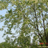 세로티나벚나무(Prunus serotina) : 설뫼*