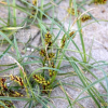 좀보리사초(Carex pumila Thunb.) : 꽃사랑