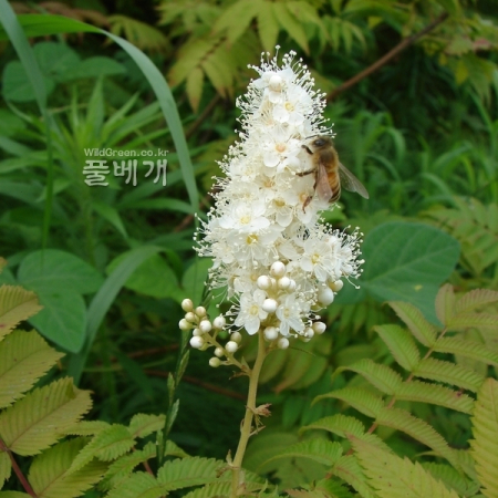 점쉬땅나무(Sorbaria sorbifolia (L.) A.Braun var. glandulifolia J.H.Song & S.P.Hong) : 청암