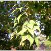 고로쇠나무(Acer pictum Thunb. var. mono (Maxim.) Maxim. ex Franch.) : 산들꽃