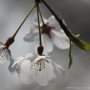 처진올벚나무 : 산들꽃
