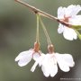 처진올벚나무 : 산들꽃