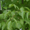 네군도단풍(Acer negundo L.) : 무심거사