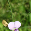 동부(Vigna unguiculata (L.) Walp.) : 들국화