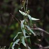 조밥나물(Hieracium umbellatum L.) : 가야