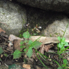 쥐털이슬(Circaea alpina L.) : 설뫼