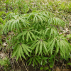 우산나물(Syneilesis palmata (Thunb.) Maxim.) : 박용석