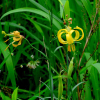 노랑땅나리(Lilium callosum Siebold & Zucc. var. flaviflorum Makino) : 설뫼*
