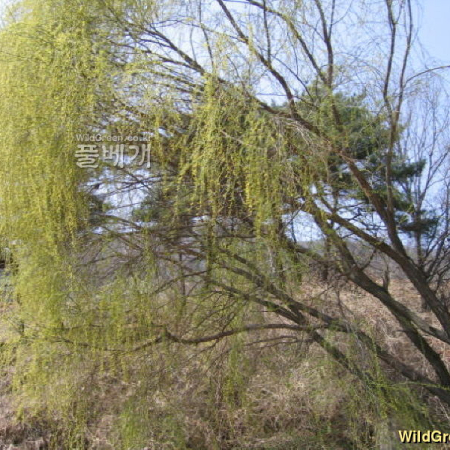 수양버들(Salix babylonica L.) : 새벽별
