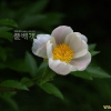 백작약(Paeonia japonica (Makino) Miyabe & Takeda) : 들국화
