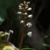 한라꽃장포(Tofieldia coccinea Richardson var. fauriei (H.L?v. & Vaniot) T.Yamaz.) : 무심거사