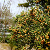 향나무(Juniperus chinensis L.) : 벼루