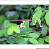 노랑갈퀴(Vicia chosenensis Ohwi) : 무심거사