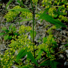 긴뚝갈(Patrinia monandra C.B. Clarke) : 눈송이