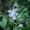 누린내풀(Tripora divaricata (Maxim.) P.D.Cantino) : 산들꽃