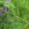 산겨이삭(Agrostis clavata Trin.) : 별꽃