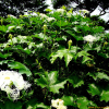 노랑하늘타리(Trichosanthes kirilowii var. japonica Kitam.) : 오솔