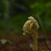 구상난풀(Monotropa hypopithys L.) : 산들꽃