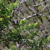 덧나무(Sambucus racemosa L. subsp. sieboldiana (Blume ex Miq.) H.Hara) : 벵듸낭