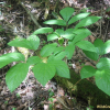백작약(Paeonia japonica (Makino) Miyabe & Takeda) : 들국화