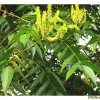 굴피나무(Platycarya strobilacea Siebold & Zucc.) : 벼루