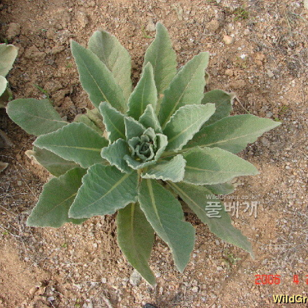 우단담배풀(Verbascum thapsus L.) : 현촌
