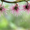 닥나무(Broussonetia × hanjiana M.Kim) : 산들꽃