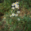 포천구절초(Dendranthema zawadskii (Herbich) Tzvelev var. tenuisectum (Nakai) Kitag.) : 별꽃