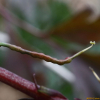 염주괴불주머니(Corydalis heterocarpa Siebold & Zucc.) : 청암